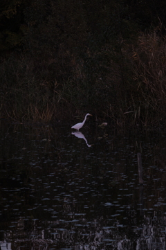 暗がりに白い影