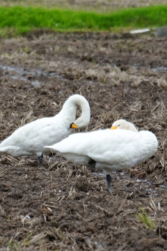 毛並みふんわり