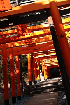無数の鳥居