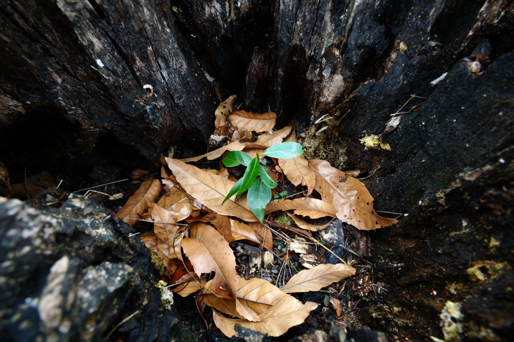 こんなところに