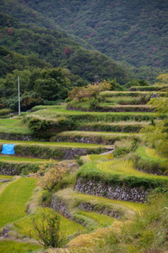 棚田で一枚