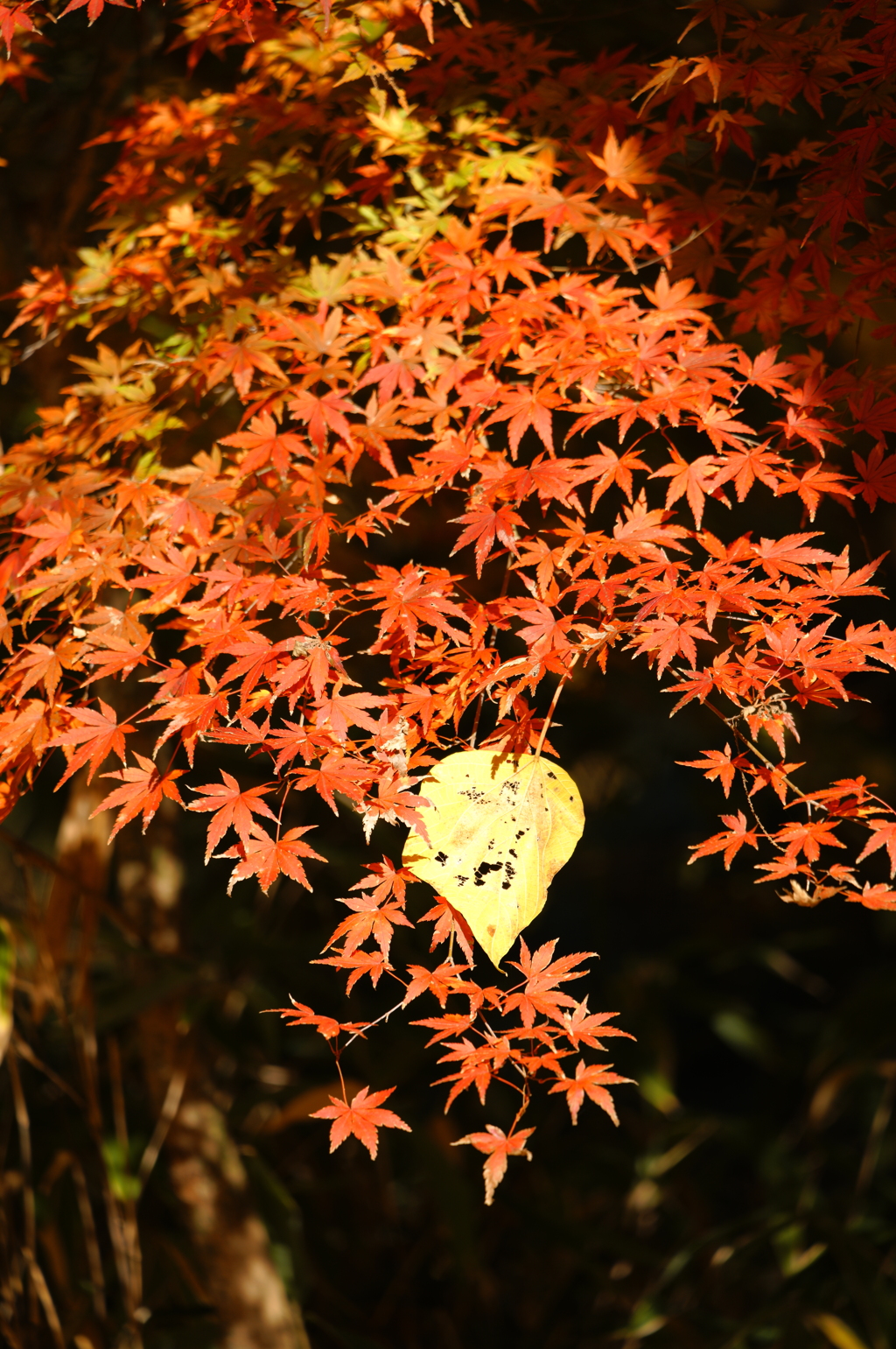 黄色のアクセント