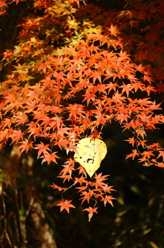 黄色のアクセント