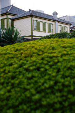 緑の向こうに緑の窓