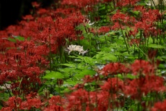 白い曼珠沙華