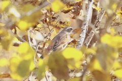 ツグミ？かなぁ？