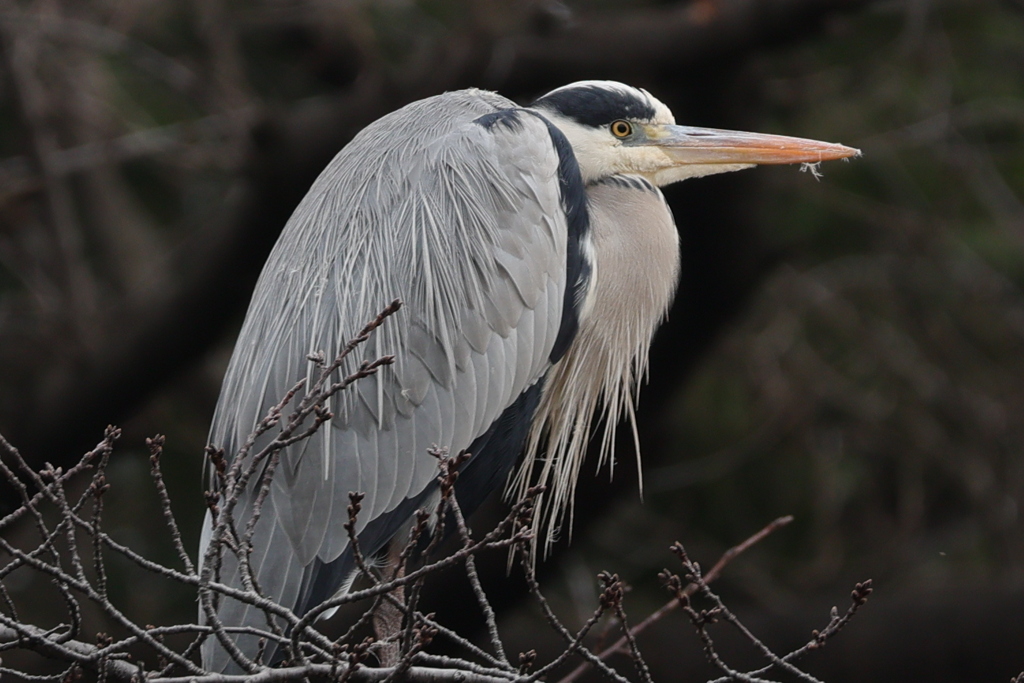 木の上にもとまるんだよ