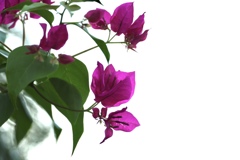 夏の花
