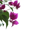 夏の花