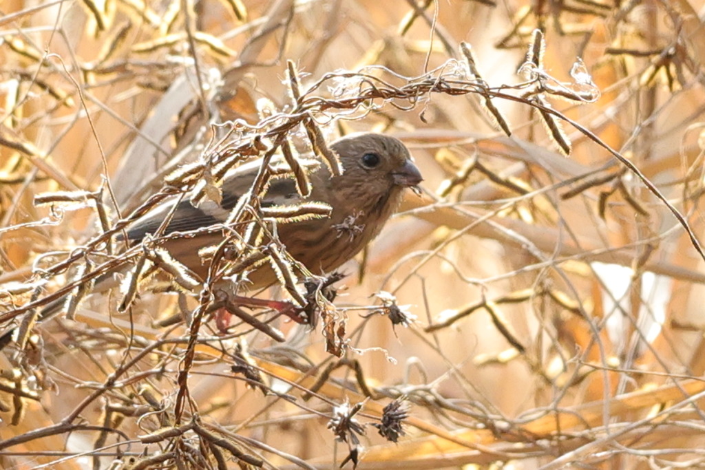 オオマシコ？メス？
