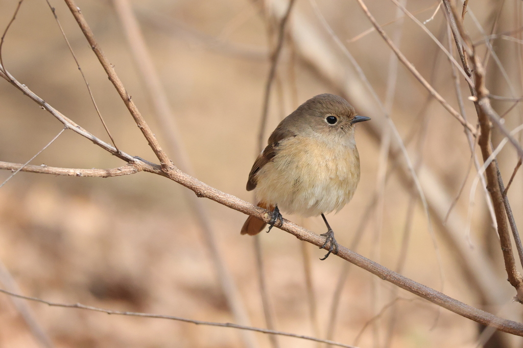 ちょっとだけよー
