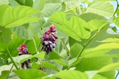 葛の花