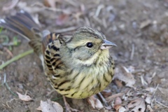 あたしアオジだよ