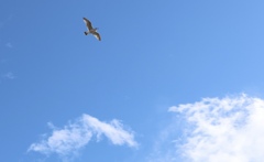 青空に映えるね