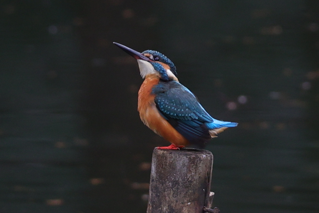 希望のまなざし