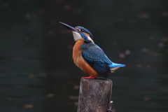 希望のまなざし