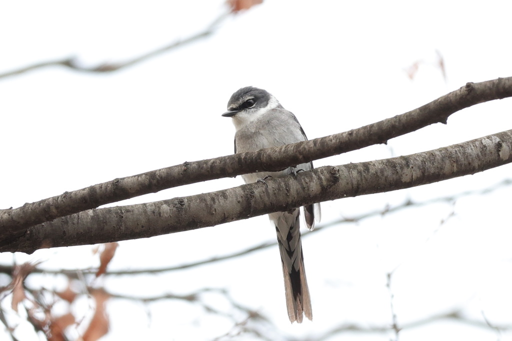 リュウキュウサンショウクイ