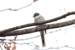 リュウキュウサンショウクイ