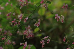 何の花だろ？