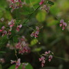 何の花だろ？