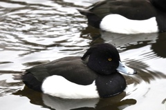 あっ…汗が…止まらない…