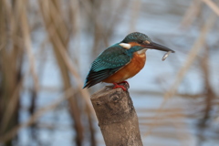おさかなゲット