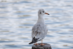 電車じゃないゆりかもめ