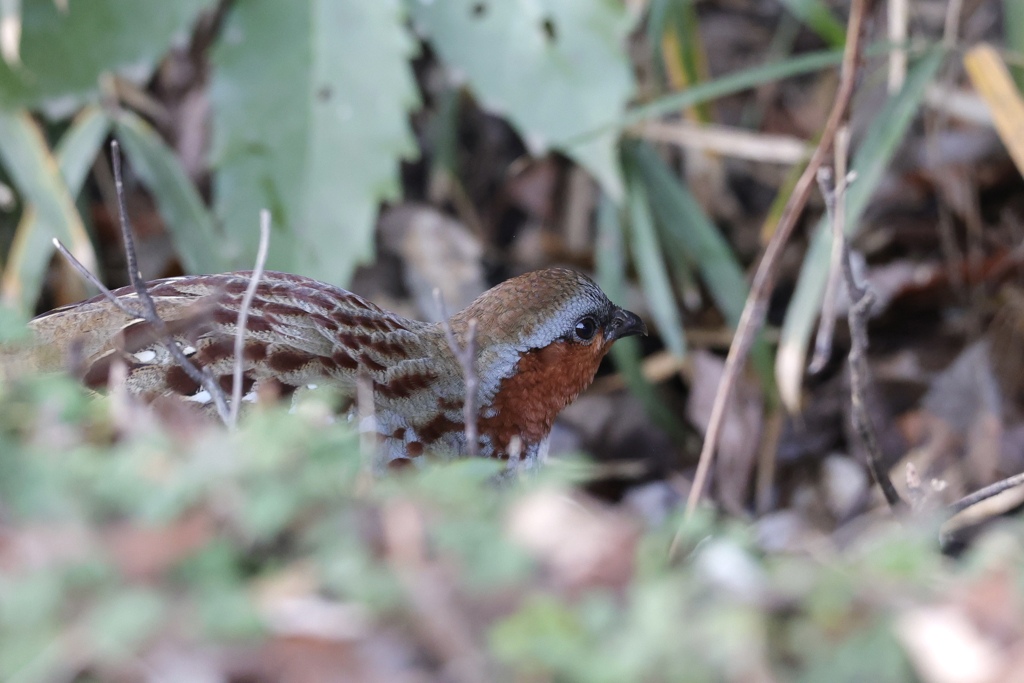 ちょっとだけよ