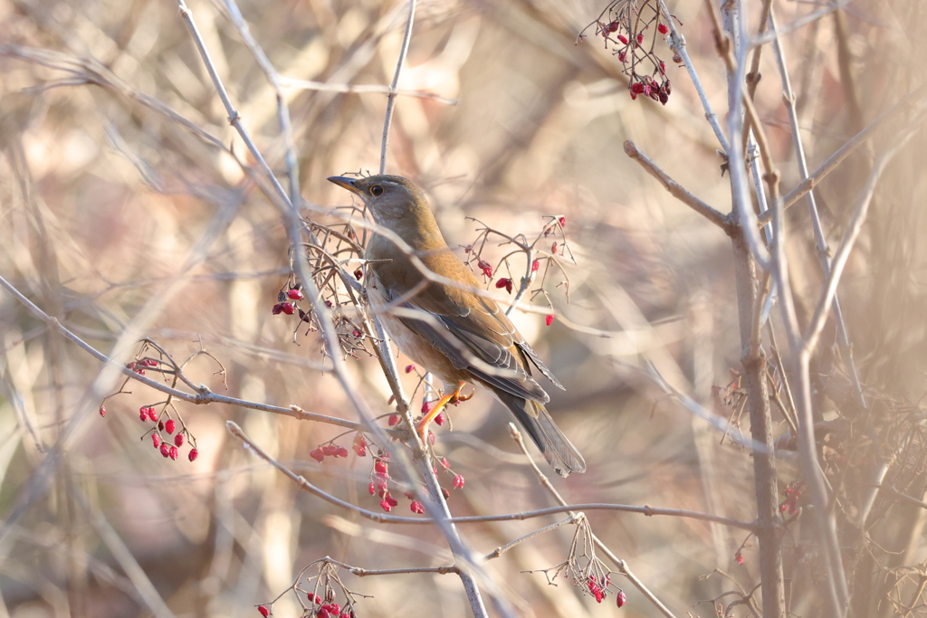 お食事失礼します