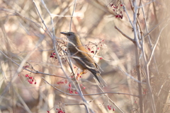 お食事失礼します