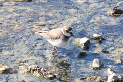 美味しい食べ物ないかな？