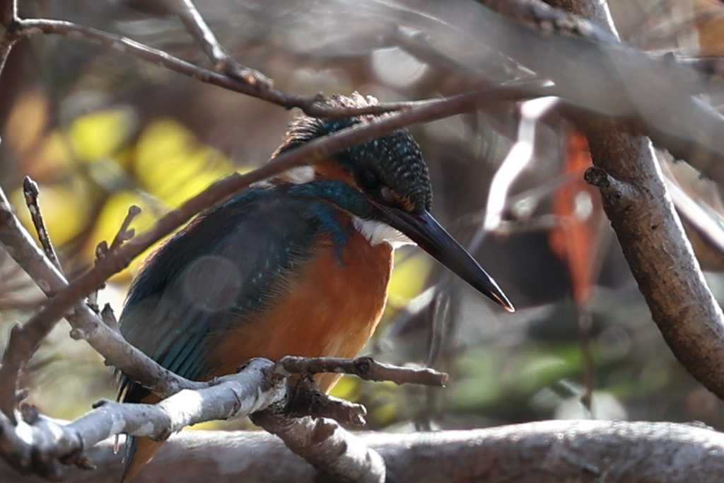 今日は隠れたい気分