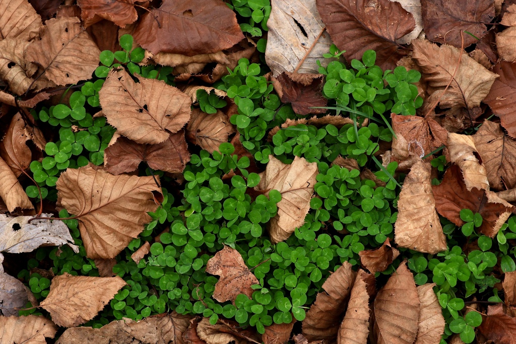 コントラストの綺麗な季節