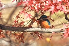 カワセミと紅葉