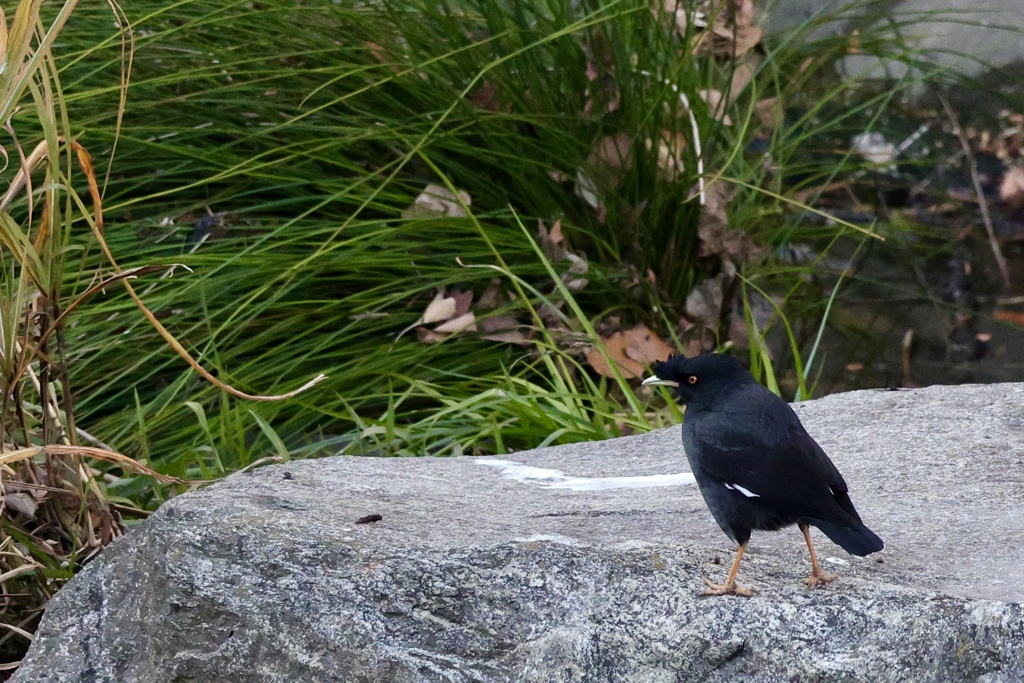 カラスじゃないよー