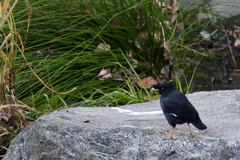 カラスじゃないよー