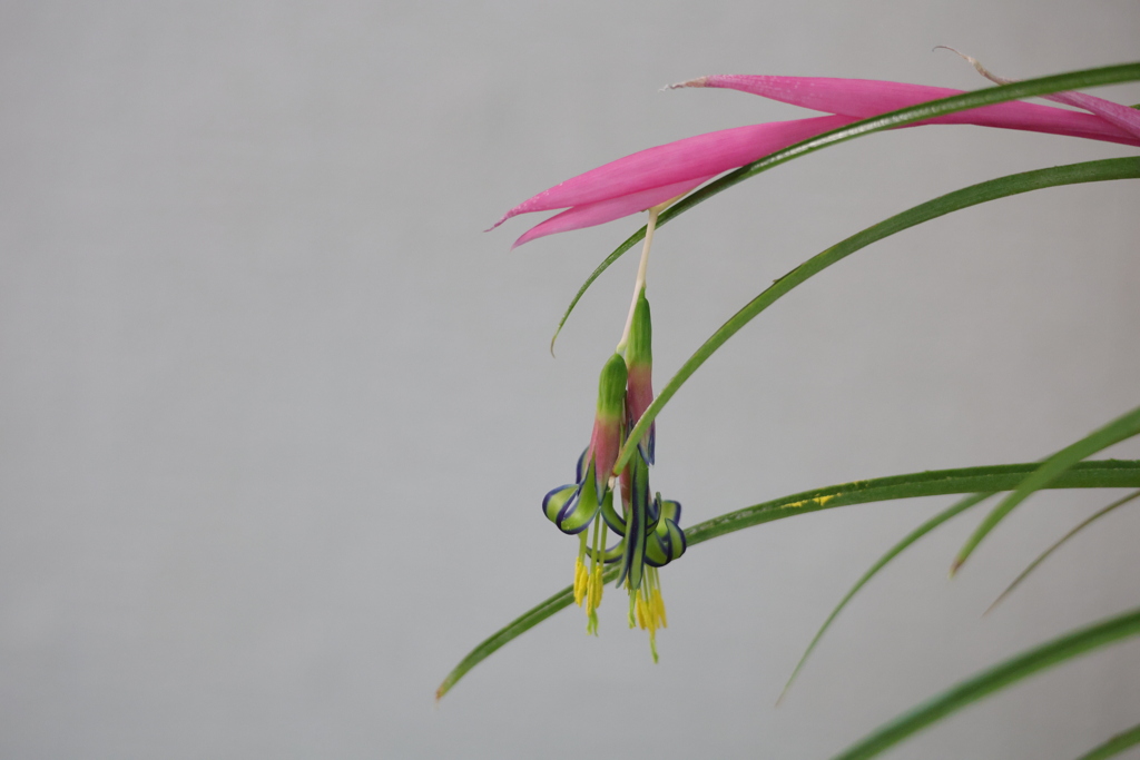 ヨウラクツツアナナス