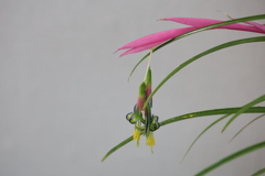 ヨウラクツツアナナス