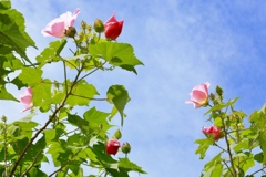 酔芙蓉
