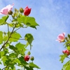 酔芙蓉