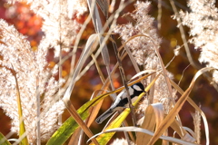 ススキとシジュウカラ