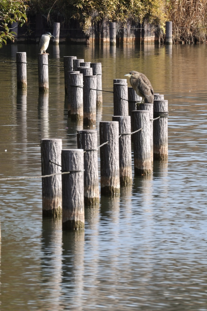 ゴイサギの幼鳥？