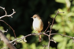ジョウビタキのメス