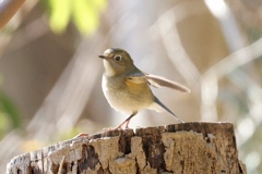 ワンマンライブ