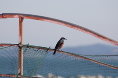 イソヒヨドリさん