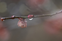 一粒のきらめき