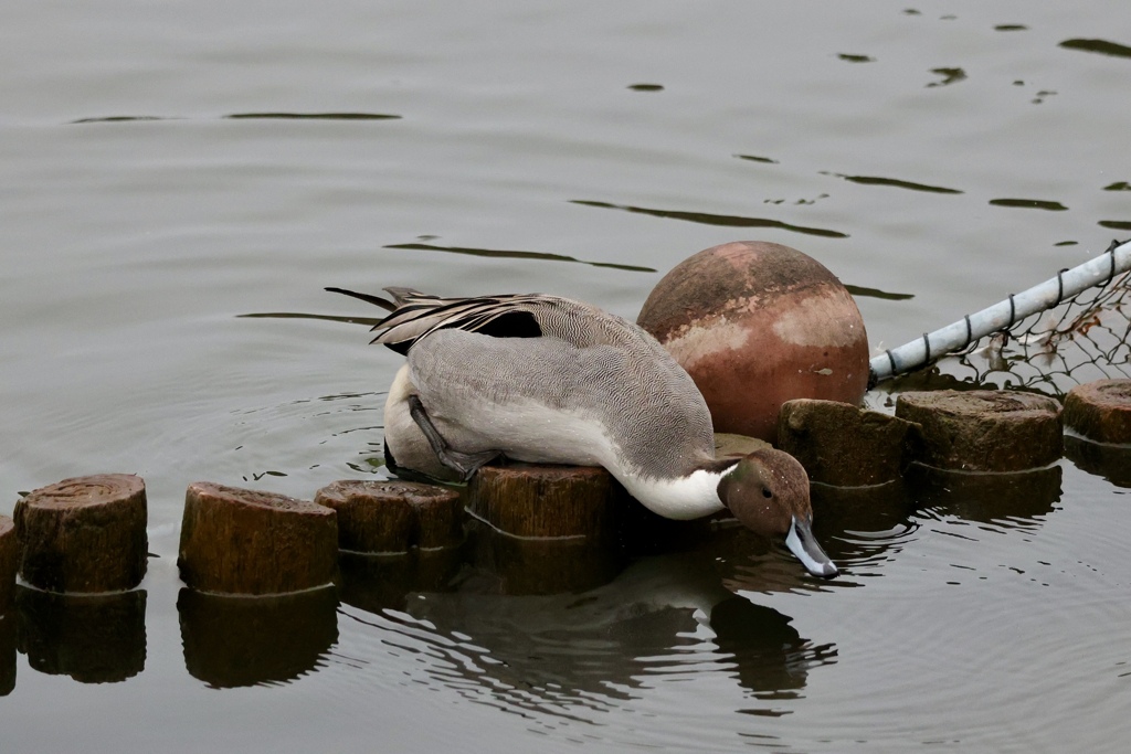 お腹がつかえて