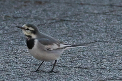 ぴょこぴょこぴょこ