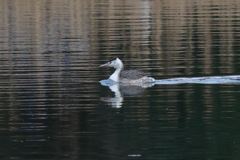 カンムリカイリブリ