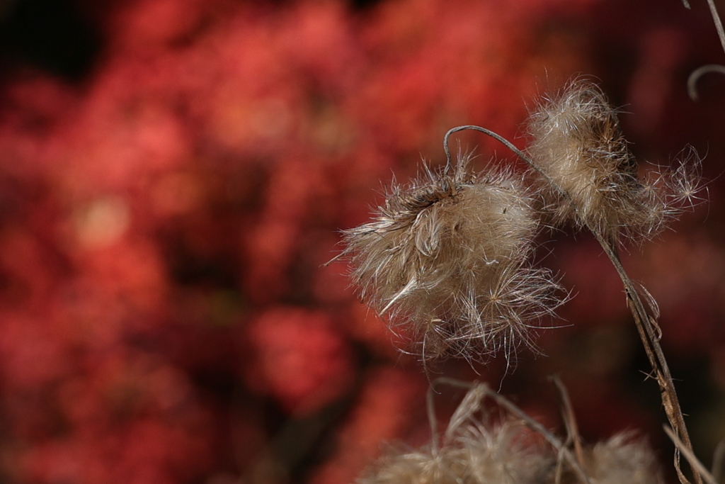変わりゆく季節